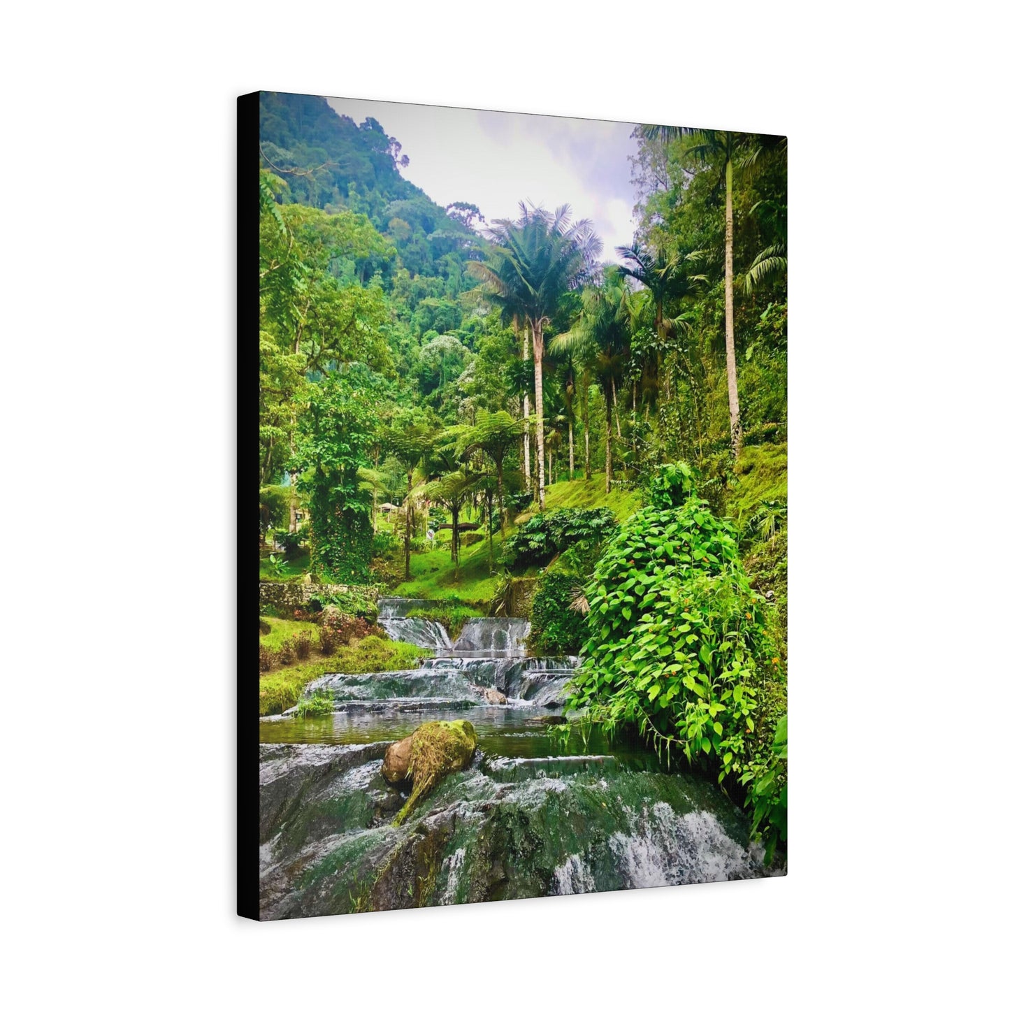 “Jungles Veins” // Signature Set